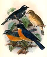 Image of Cyornis Blyth 1843