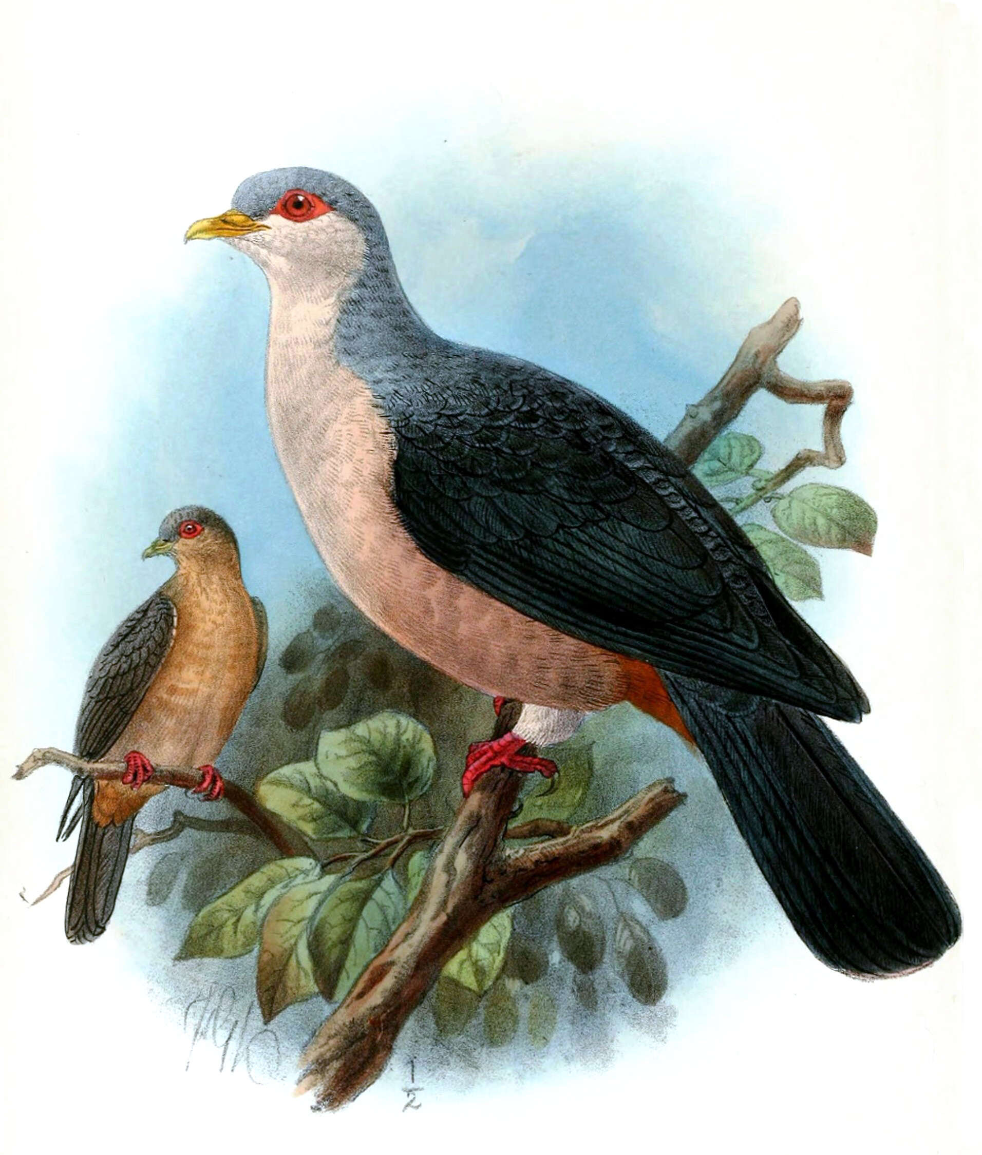 Image of doves