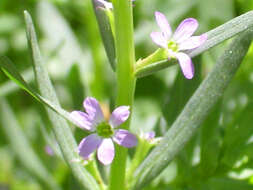 Plancia ëd Lythrum hyssopifolia L.