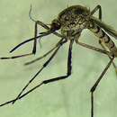 صورة Aedes aculeatus (Theobald 1903)