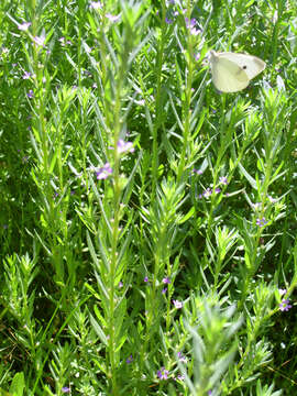 Image of Grass-poly