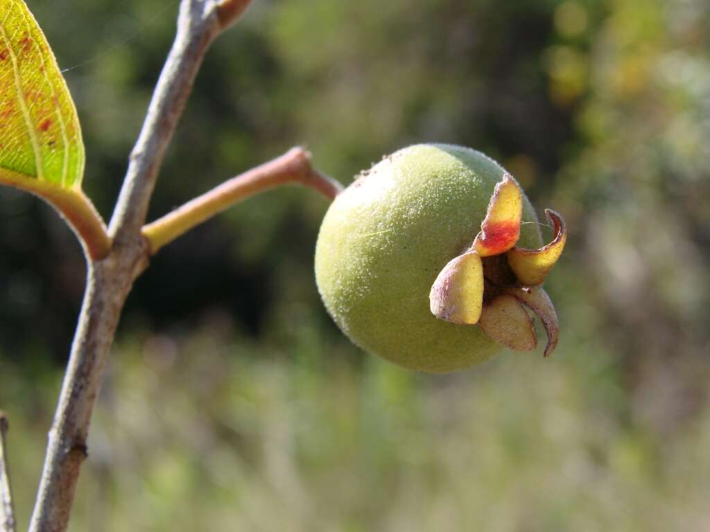 Sivun Psidium grandifolium Mart. ex DC. kuva