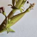 Image de Stylidium fasciculatum R. Br.