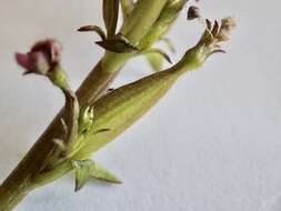 Image of Stylidium fasciculatum R. Br.