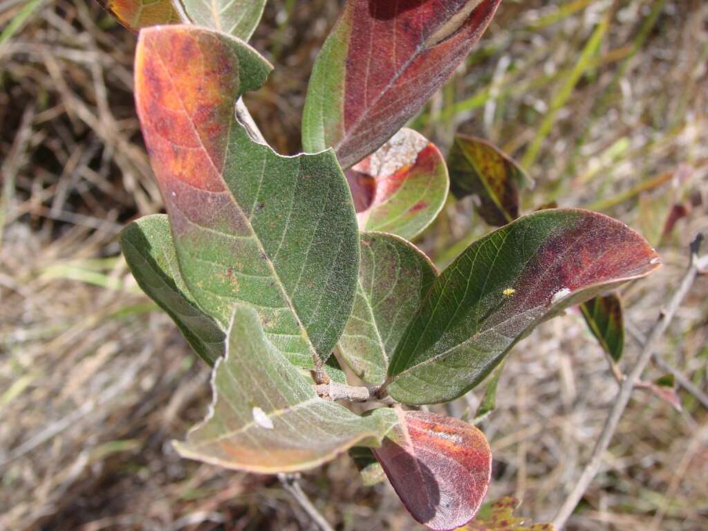 Image of Psidium grandifolium Mart. ex DC.