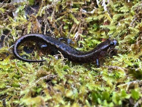 Image of Seepage Salamander