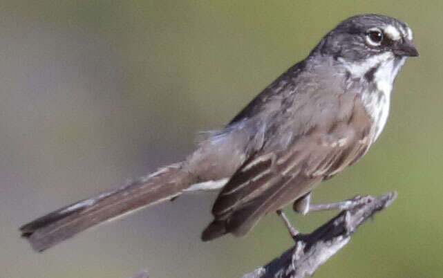 Image of Sagebrush Sparrow