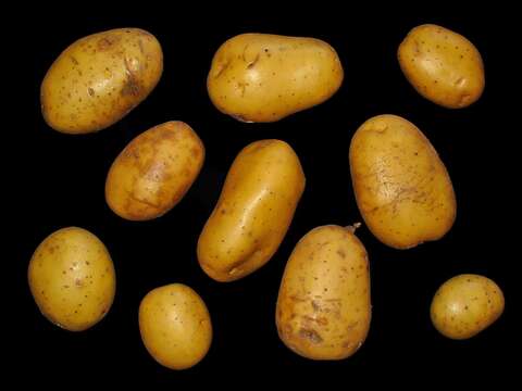 Image de patate