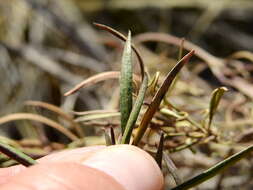 Image of Acanthostyles buniifolius (Hook. & Arn.) R. King & H. Rob.