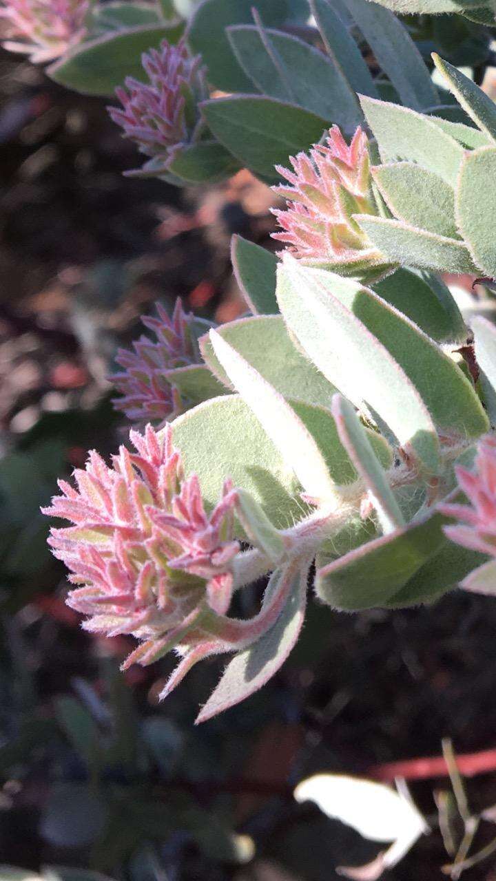 Слика од Arctostaphylos auriculata Eastw.