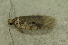 Image of Agonopterix hyperella Ely 1910