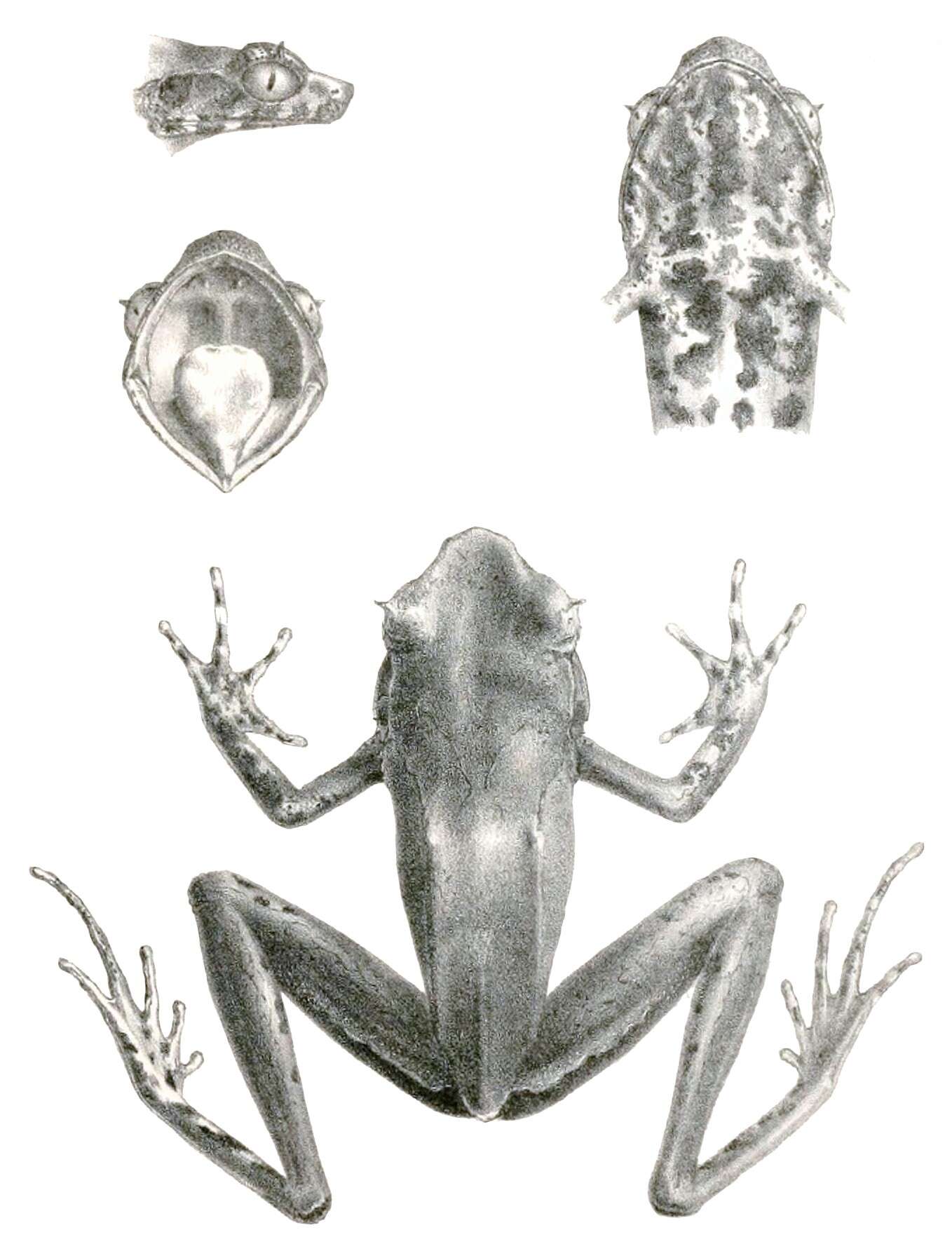 Image of Megophrys longipes Boulenger 1886