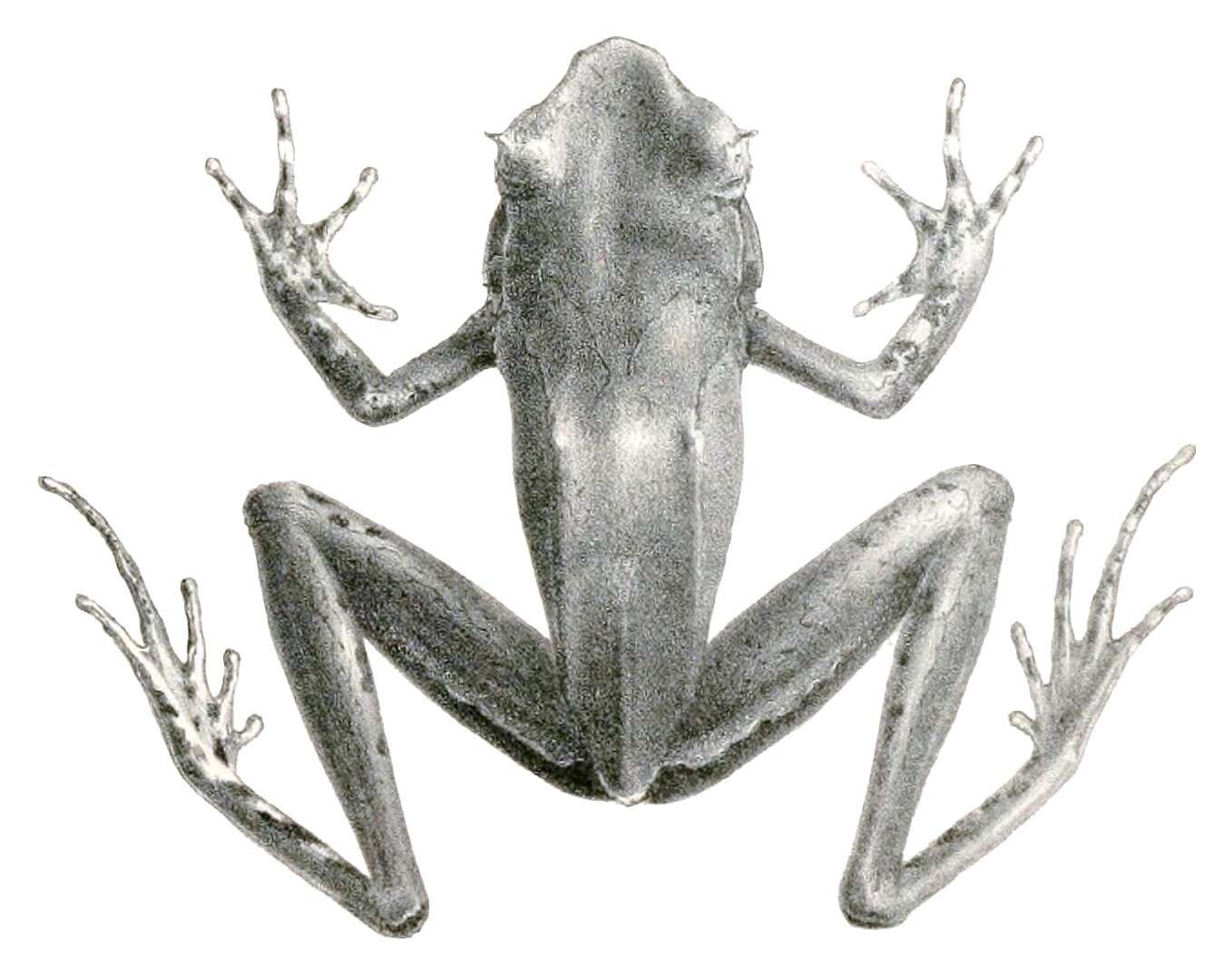 Image of Xenophrys