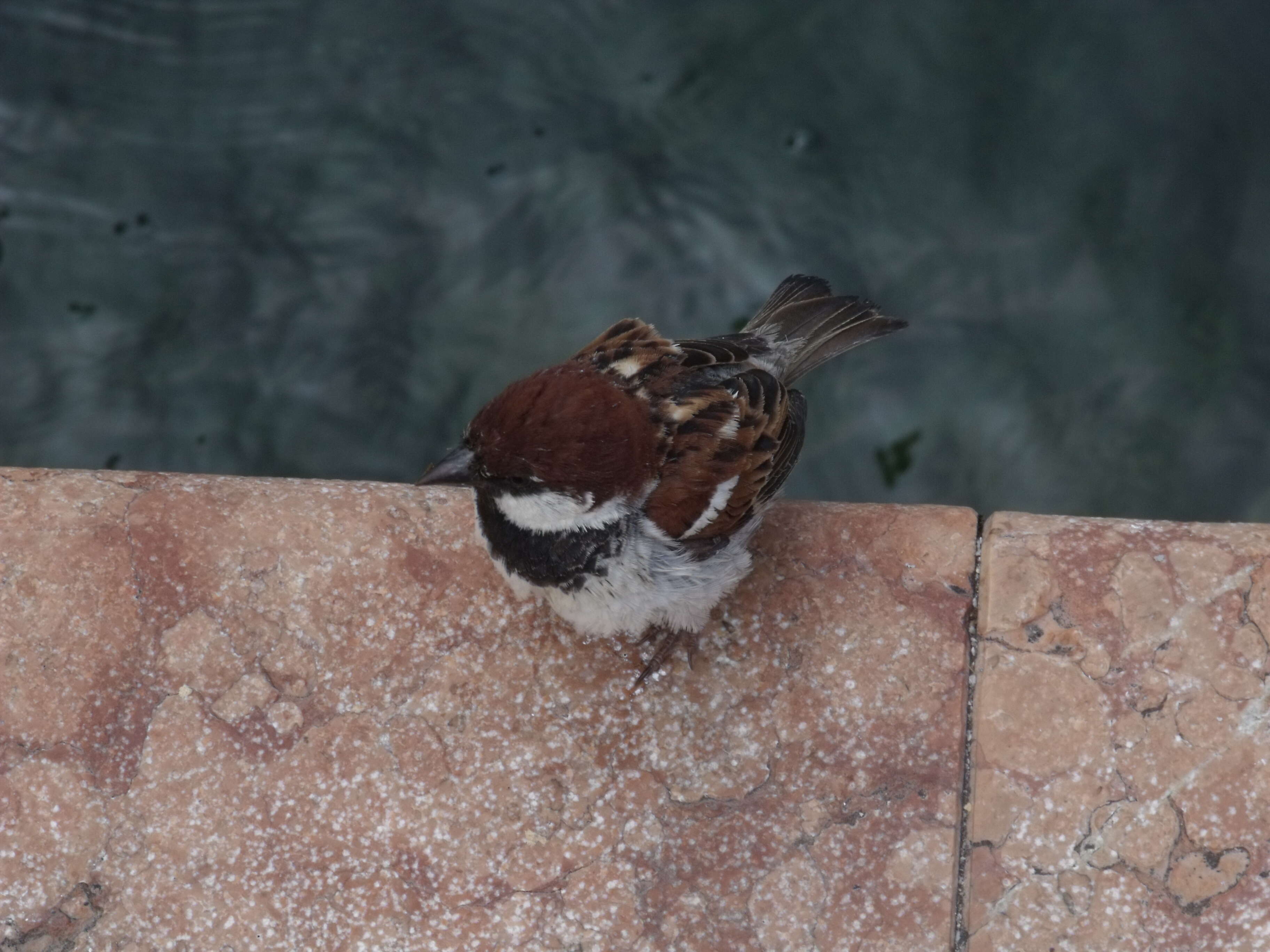 Image of Italian Sparrow