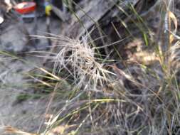 Image de Stipagrostis zeyheri (Nees) De Winter