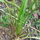 Image of Dwarf Sedge