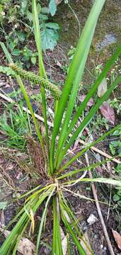 Image of Dwarf Sedge