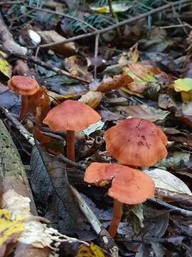 Image of Cortinarius uliginosus Berk. 1860