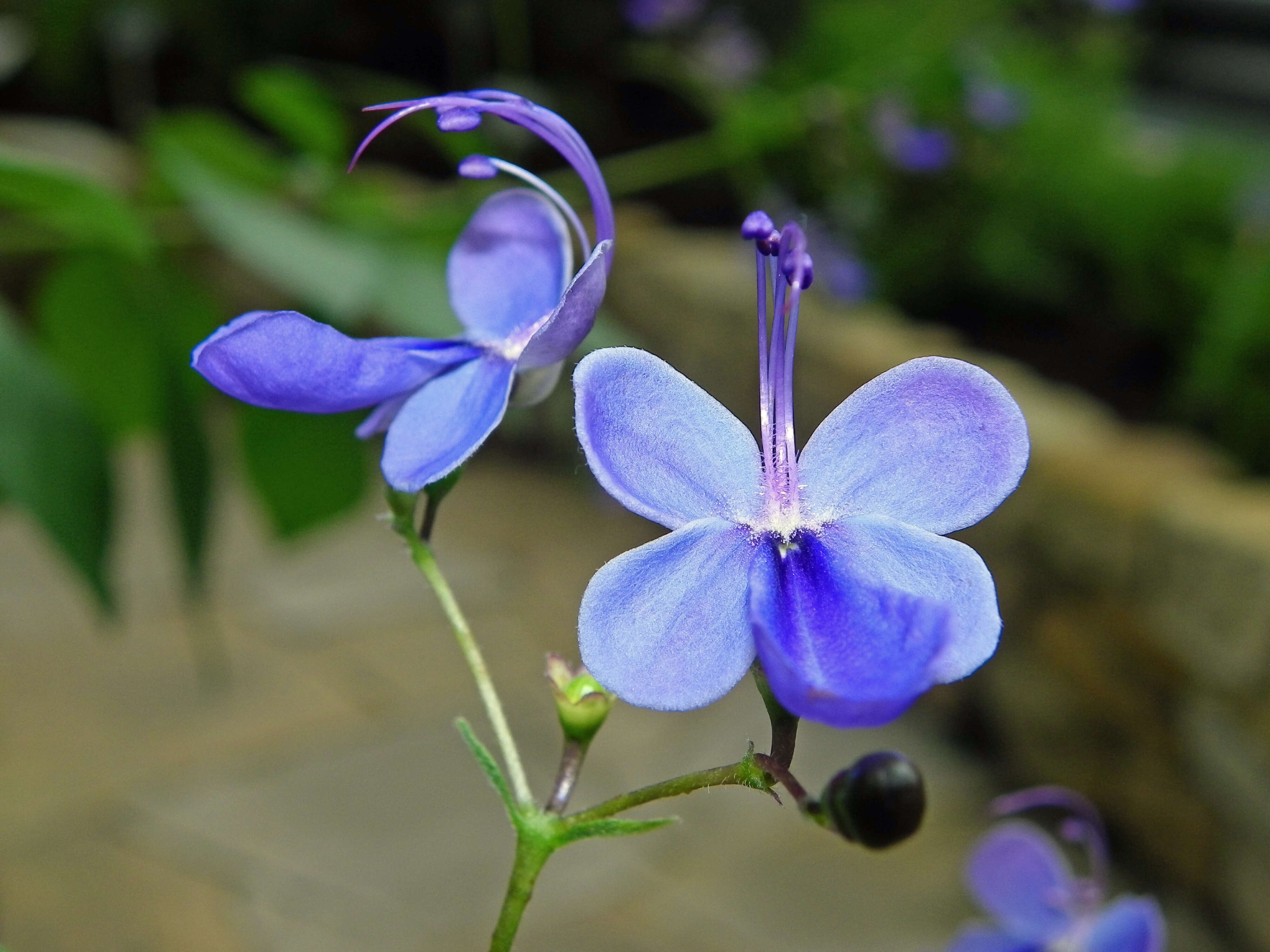 Слика од Rotheca myricoides (Hochst.) Steane & Mabb.