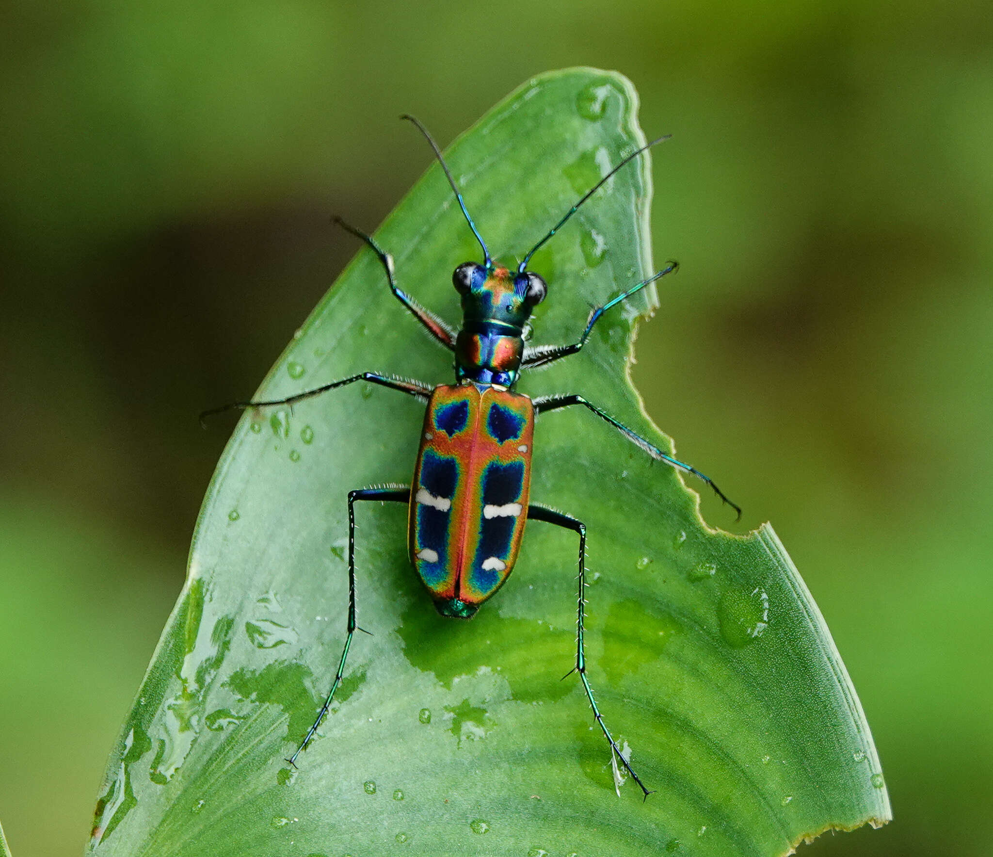 Imagem de Cicindela (Cosmodela) barmanica Gestro 1893