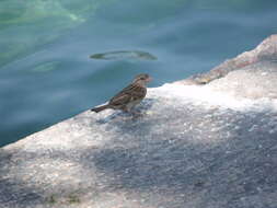 Image of Italian Sparrow