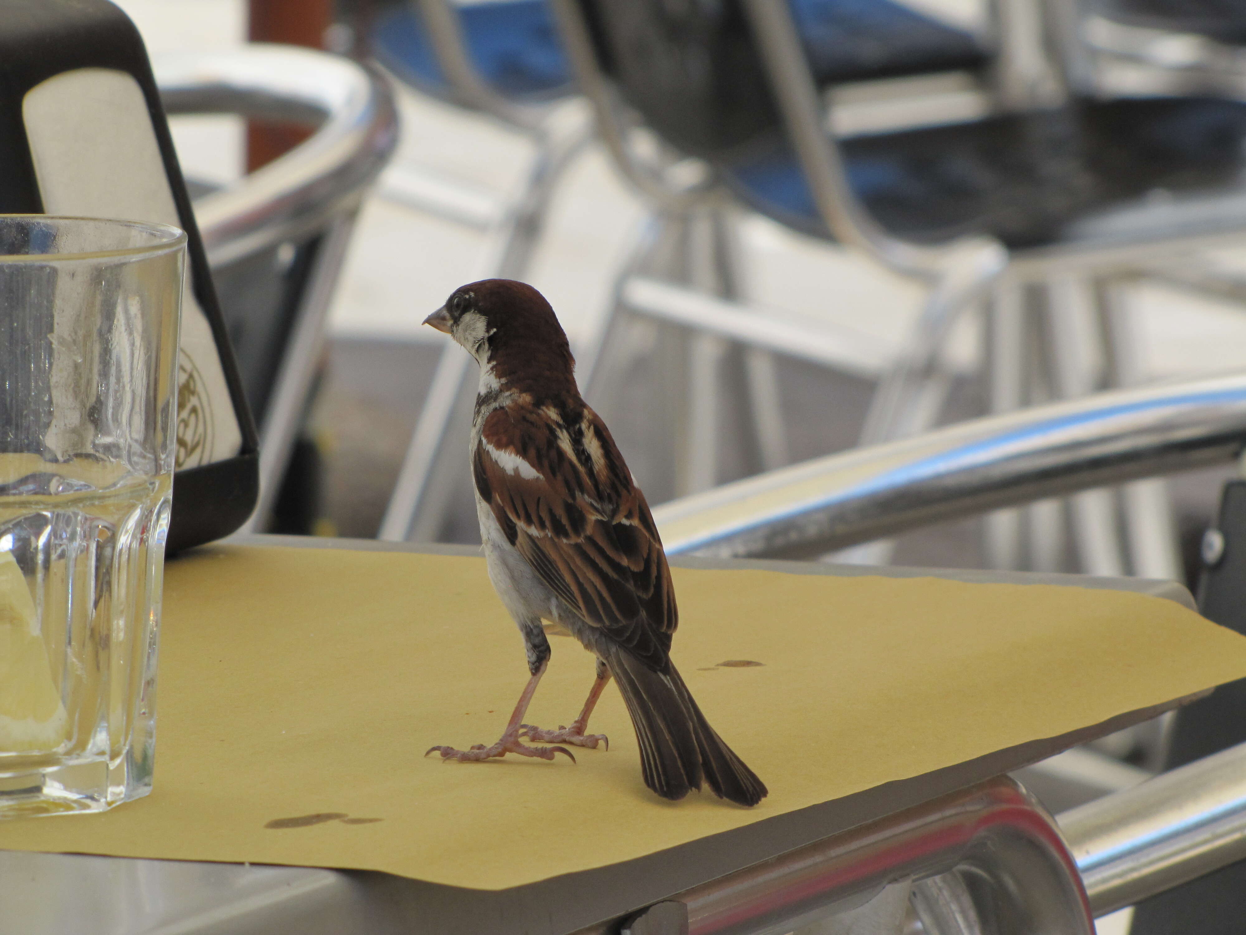 Image of Italian Sparrow