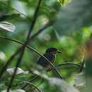 Image of Buff-breasted Paradise Kingfisher