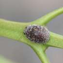 Image of Leaf beetle