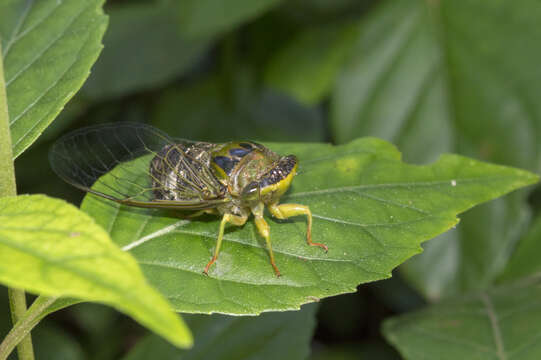 Dorisiana drewseni (Stal 1854)的圖片