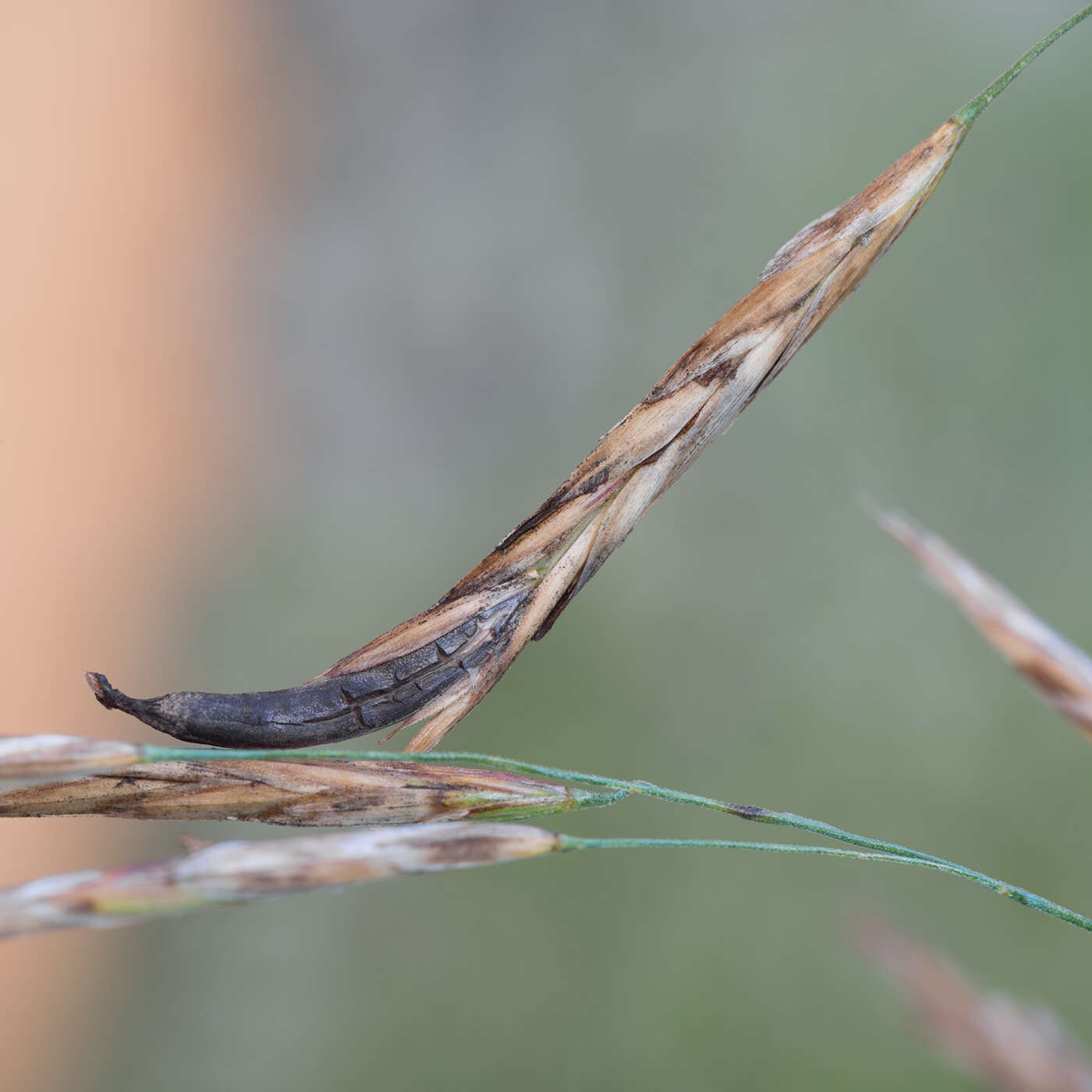 Image of Ergot