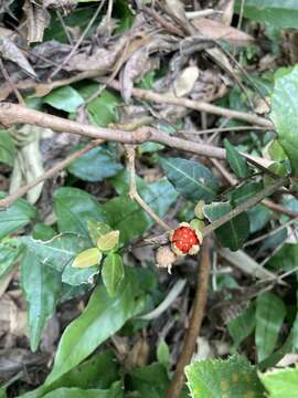 Image of Rubus reflexus var. hui (Diels ex Hu) F. P. Metcalf