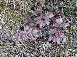 Image of Nonea taurica (Ledeb.) Ledeb.