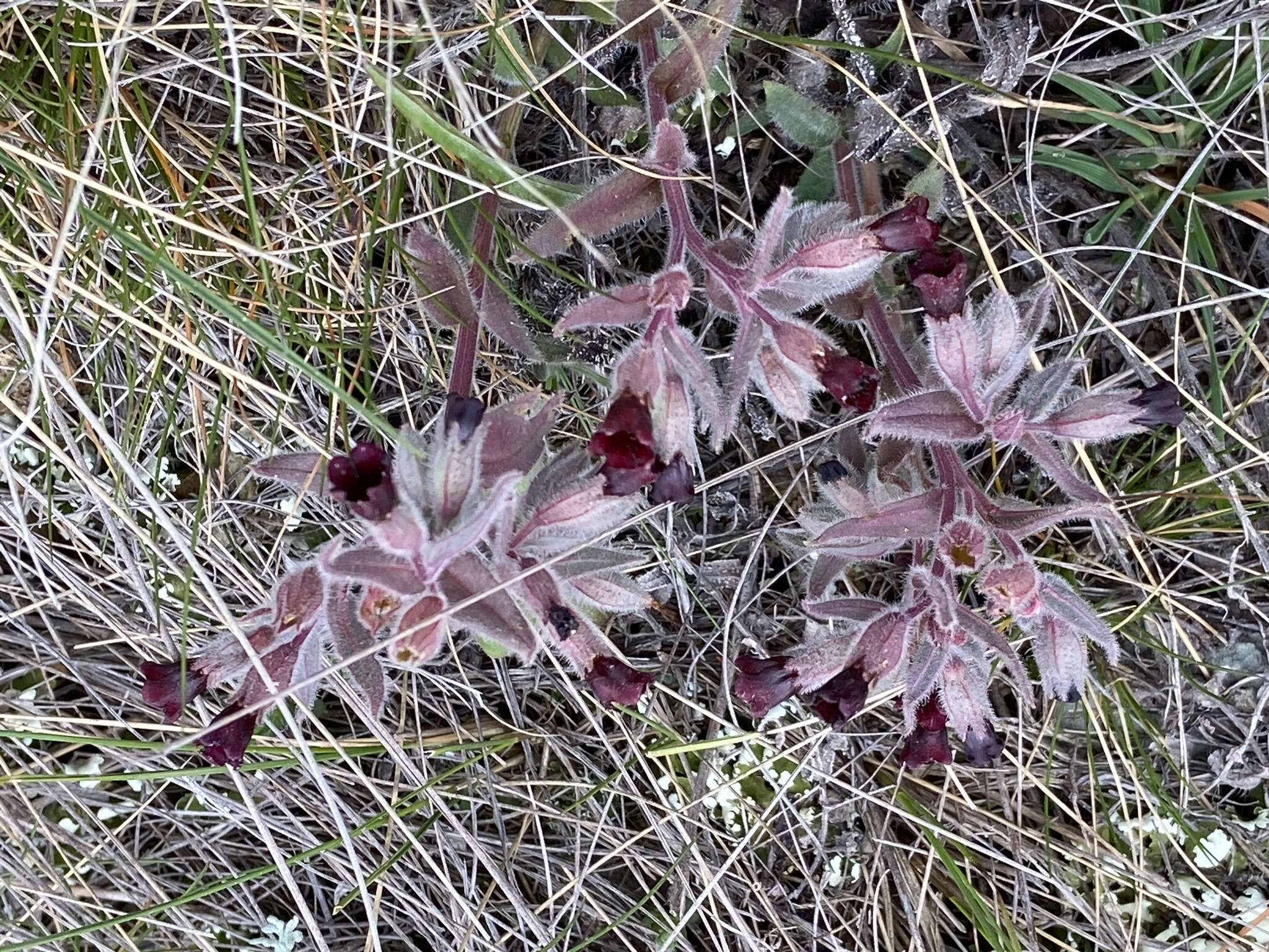 Image of Nonea taurica (Ledeb.) Ledeb.