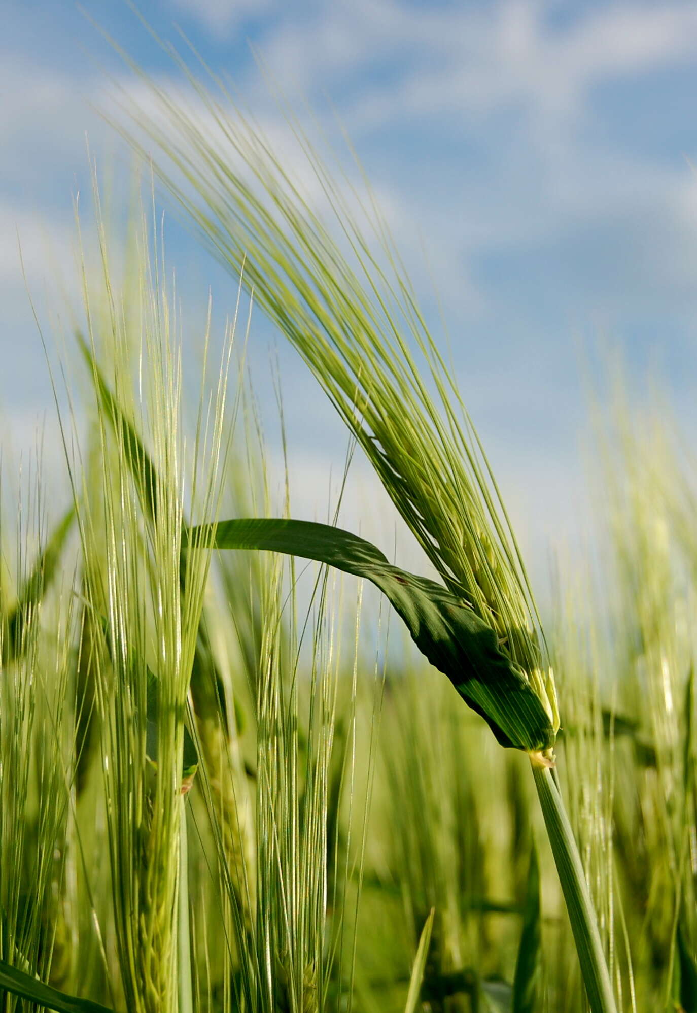 Image of common barley