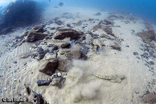 Image of Dusky Flathead