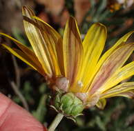 Image of Arctotis lanceolata Harv.