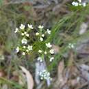 Imagem de Platysace linearifolia (Cav.) C. Norman