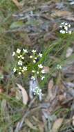 Imagem de Platysace linearifolia (Cav.) C. Norman