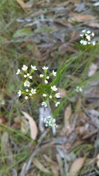 Imagem de Platysace linearifolia (Cav.) C. Norman