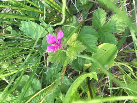 Image of dwarf raspberry