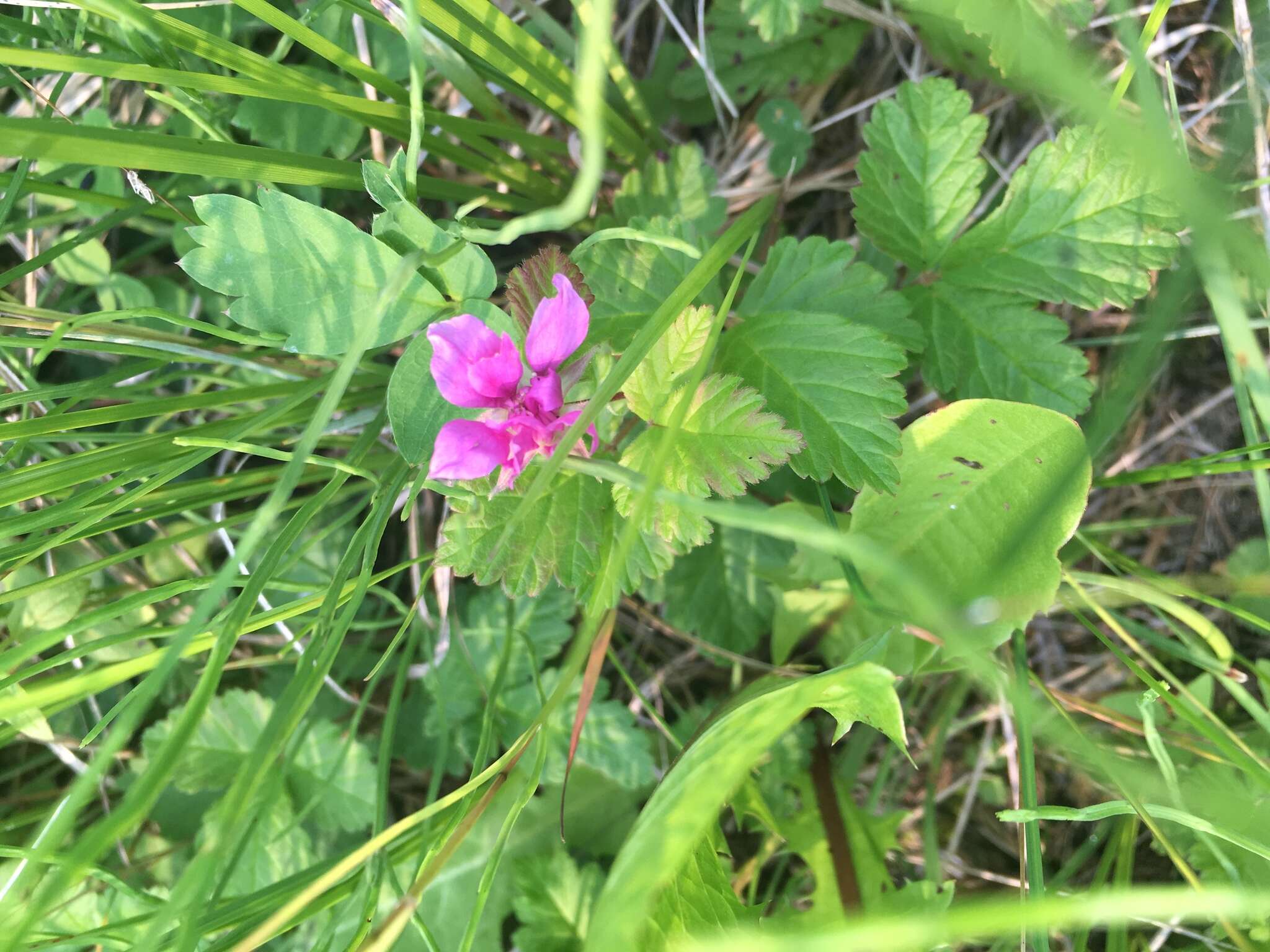 Image de Rubus arcticus subsp. acaulis (Michx.) Focke