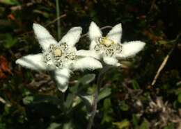 Image of edelweiss