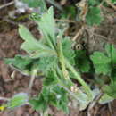 Слика од Erodium crinitum Carolin