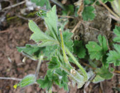 Слика од Erodium crinitum Carolin