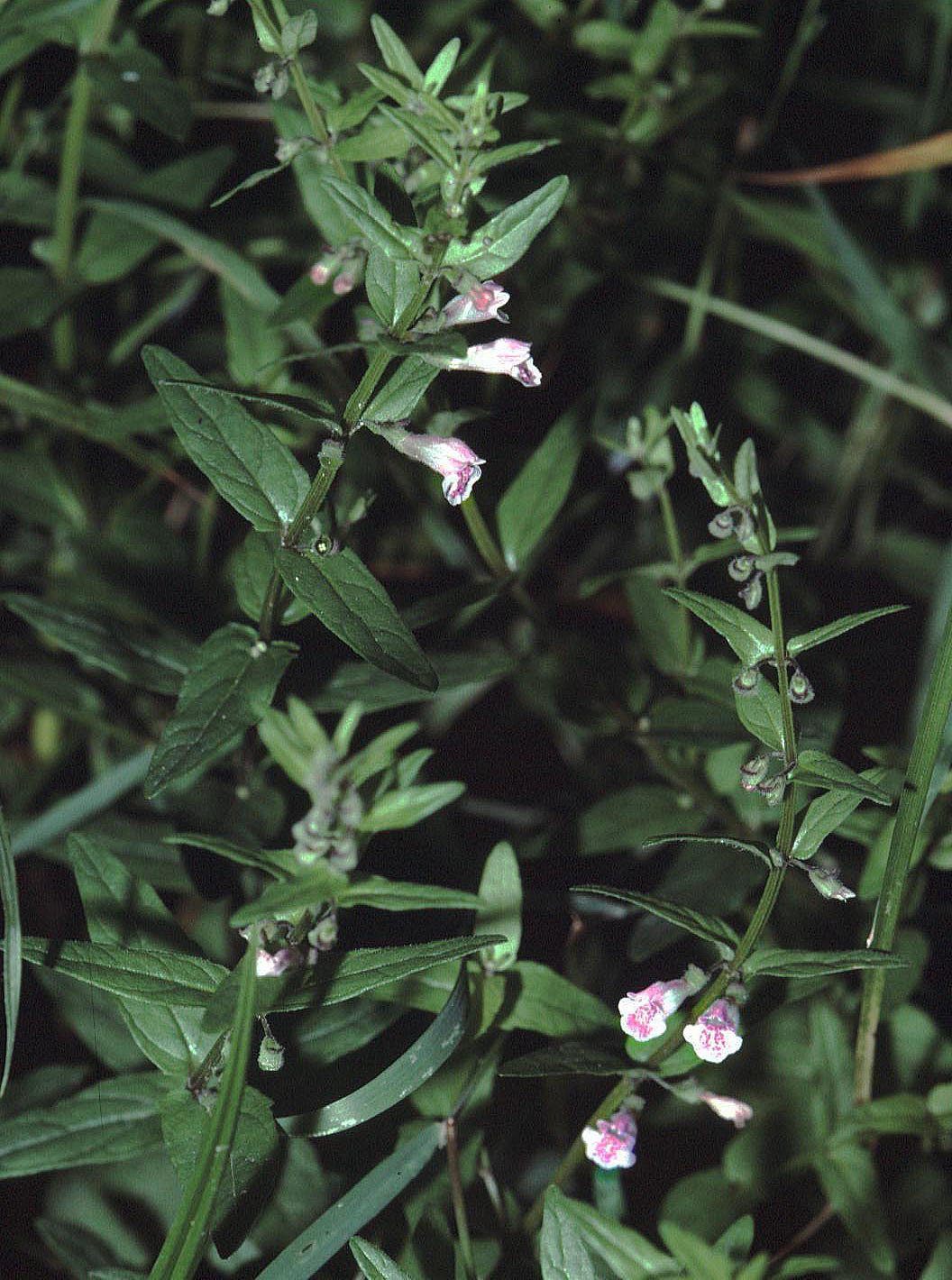 Scutellaria minor (rights holder: )