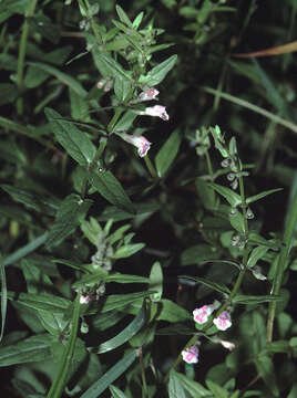 Image of lesser skullcap