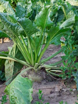 Image of Beta vulgaris subsp. vulgaris Altissima