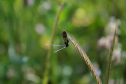 Imagem de Nemophora barbatella Zeller 1847