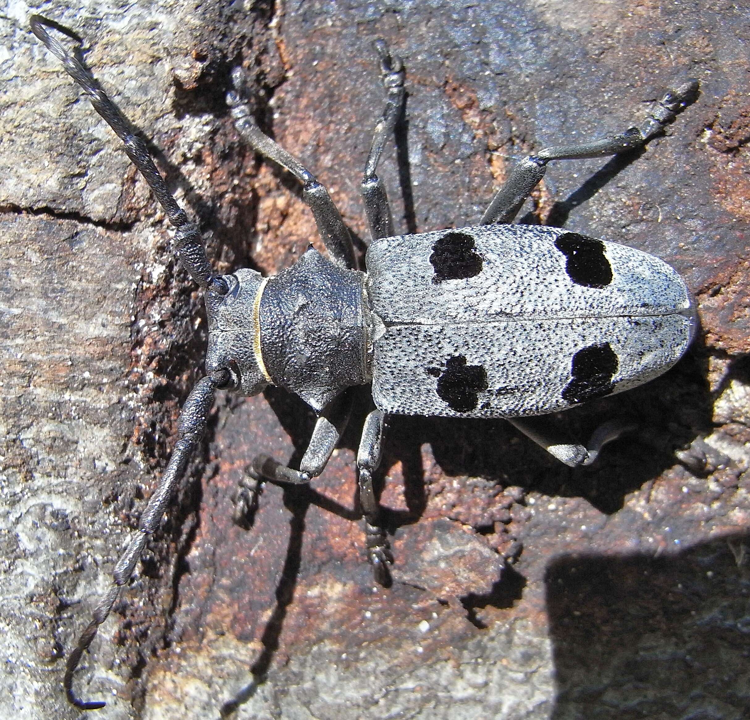 Image de Morimus funereus Mulsant 1862