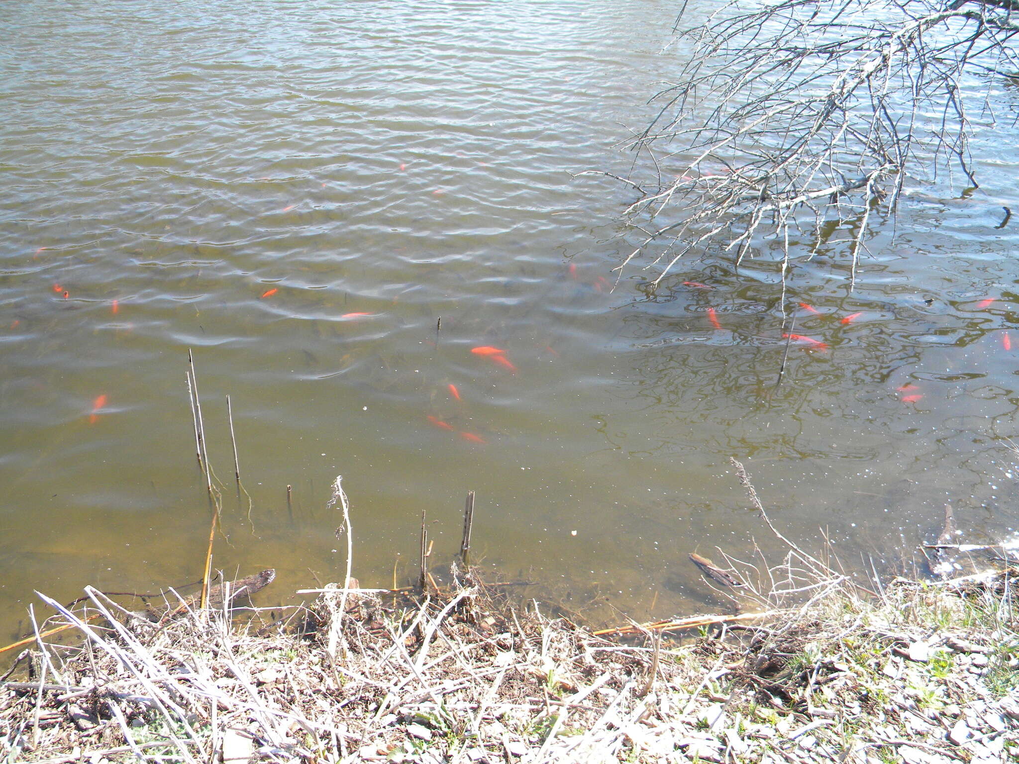 Image of Goldfish